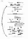 Fig. 02 - METHOD FOR REAL-TIME DETECTION OF WEST NILE VIRUS USING A CLEAVABLE CHIMERIC PROBE