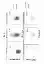 Fig. 02 - B-cell antigen presenting cell assay