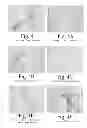 Fig. 05 - BIOLOGICAL FIXATIVE AND METHOD OF USING THE BIOLOGICAL FIXATIVE