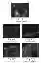 Fig. 10 - BIOLOGICAL FIXATIVE AND METHOD OF USING THE BIOLOGICAL FIXATIVE