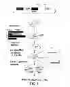Fig. 02 - Nucleic Acids and Libraries