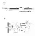 Fig. 02 - Mutated alkaline cellulase
