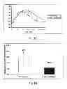 Fig. 06 - METHOD OF REGULATING PPAR, OBESITY RELATED PATHWAYS AND THEIR ASSOCIATED METABOLIC IMPACT