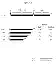 Fig. 49 - Polypeptides that bound to IL-23 receptor and inhibit binding of IL-23 and cell signaling thereof