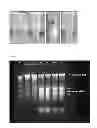 Fig. 02 - Method for isolating and purifying nucleic acids