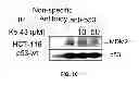 Fig. 11 - Process for the preparation of small molecule inhibitors of MDM2 and intermediates used therein
