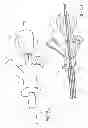 Fig. 08 - Visualized endotracheal tube placement systems