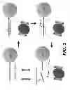 Fig. 06 - Molecular biosensors capable of signal amplification