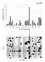 Fig. 07 - METHOD FOR THE SELECTION OF A LONG-TERM PRODUCING CELL