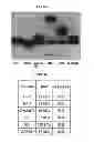 Fig. 09 - Methods for isotopically labeling biomolecules using mammalian cell-free extracts