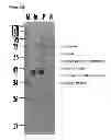 Fig. 07 - Method for increasing thermal stability and retaining activity of a protein