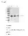 Fig. 09 - Method for increasing thermal stability and retaining activity of a protein