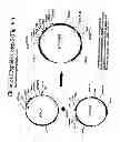 Fig. 09 - Bacterial host cell for the direct expression of peptides