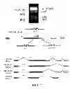 Fig. 02 - KLF6 ALTERNATIVE SPLICE FORMS AND A GERMLINE KLF6 DNA POLYMORPHISM ASSOCIATED WITH INCREASED CANCER RISK