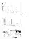 Fig. 09 - KLF6 ALTERNATIVE SPLICE FORMS AND A GERMLINE KLF6 DNA POLYMORPHISM ASSOCIATED WITH INCREASED CANCER RISK