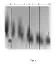 Fig. 02 - Complex combining an organic silicon derivative with hyaluronic and acid calibrated fragments, for preventive and repairing action of cutaneous damages