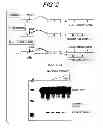 Fig. 03 - Antisense oligonucleotides that target a cryptic splice site in Ush1c as a therapeutic for Usher syndrome
