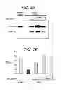 Fig. 04 - Antisense oligonucleotides that target a cryptic splice site in Ush1c as a therapeutic for Usher syndrome