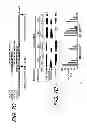 Fig. 10 - Antisense oligonucleotides that target a cryptic splice site in Ush1c as a therapeutic for Usher syndrome