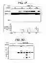 Fig. 12 - Antisense oligonucleotides that target a cryptic splice site in Ush1c as a therapeutic for Usher syndrome