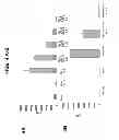 Fig. 06 - ADHERENT STROMAL CELLS DERIVED FROM PLANCENTAS OF MULTIPLE DONORS AND USES THEREOF