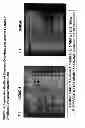 Fig. 49 - Generating a mucin-producing cell from an umbilical cord amniotic membrane epithelial stem cell