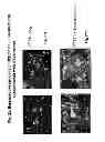 Fig. 85 - Generating a mucin-producing cell from an umbilical cord amniotic membrane epithelial stem cell