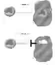 Fig. 02 - COMPOSITIONS AND METHODS FOR REGULATING NEUTROPHIL MOVEMENT AND NEUTROPHIL NUMBERS IN A BODY REGION