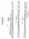 Fig. 35 - METHODS FOR GENETIC ANALYSIS OF DNA TO DETECT SEQUENCE VARIANCES