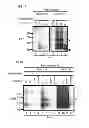 Fig. 02 - DETECTION OF INFECTIOUS PRION PROTEIN BY SEEDED CONVERSION OF RECOMBINANT PRION PROTEIN