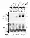 Fig. 09 - DETECTION OF INFECTIOUS PRION PROTEIN BY SEEDED CONVERSION OF RECOMBINANT PRION PROTEIN