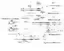 Fig. 01 - Self-folding amplification of target nucleic acid