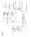 Fig. 02 - Self-folding amplification of target nucleic acid