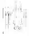Fig. 07 - Self-folding amplification of target nucleic acid