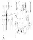 Fig. 08 - Self-folding amplification of target nucleic acid