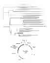 Fig. 05 - Metagenome-derived alkaline phosphatase