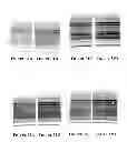 Fig. 40 - Apparatus for and method of processing biological samples