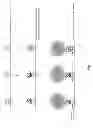 Fig. 08 - Solid-phase clonal amplification and related methods