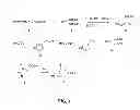 Fig. 02 - Pharmaceutical composition for intracellar acidification with cis-urocanic acid