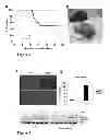Fig. 07 - Methods and means for increasing resistance to cell damage