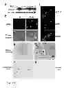 Fig. 08 - Methods and means for increasing resistance to cell damage
