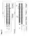 Fig. 02 - COMPOSITIONS AND METHODS FOR THE SPECIFIC INHIBITION OF GENE EXPRESSION BY DSRNA CONTAINING MODIFIED NUCLEOTIDES