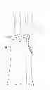 Fig. 01 - FLEXIBLE ANATOMICAL SUPPORT