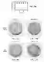 Fig. 24 - Electro-osmotic pumps, systems, methods, and compositions