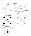 Fig. 49 - INFORMATION OUTPUT DEVICE, MEDIUM, AND INFORMATION INPUT/OUTPUT DEVICE