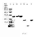 Fig. 12 - Methods and compositions for targeted imaging