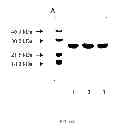 Fig. 20 - Methods and compositions for targeted imaging