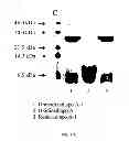 Fig. 22 - Methods and compositions for targeted imaging
