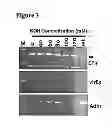 Fig. 04 - Methods of polynucleotide detection