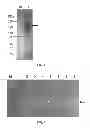 Fig. 06 - Methods and compositions related to glycoprotein-immunoglobulin fusions